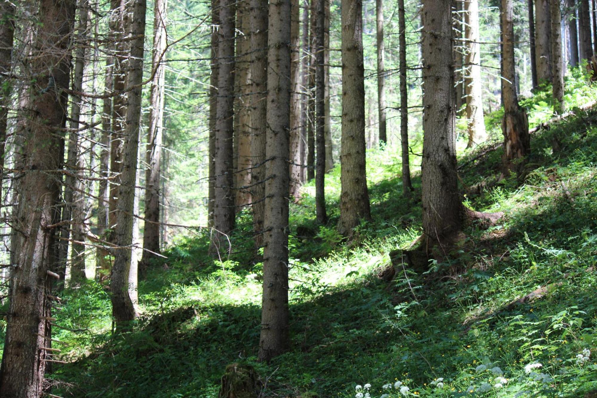 Berghotel Zum Zirm Collalbo Buitenkant foto
